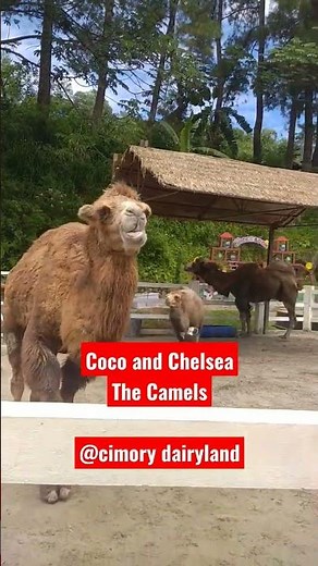 Ada Jerapah di Cimory Dairyland