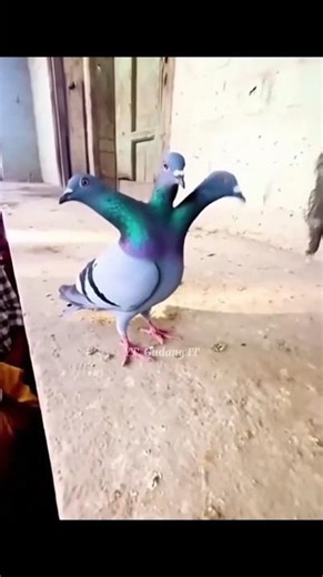 THIS IS THE SCP FIGURE THAT WAS RECORDED BY CAMERA #gudangit #facts