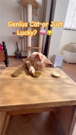 Genius Cat or Just Lucky? 🧠🐱 The Shell Game Challenge! #cat #catgenius #shorts