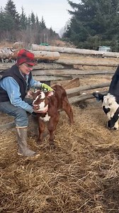 It’s calving season on the homestead! | Otto Kilcher