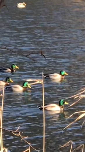 Emerald green mallards gleaming in the bright sunlight float across a clear blue lake!