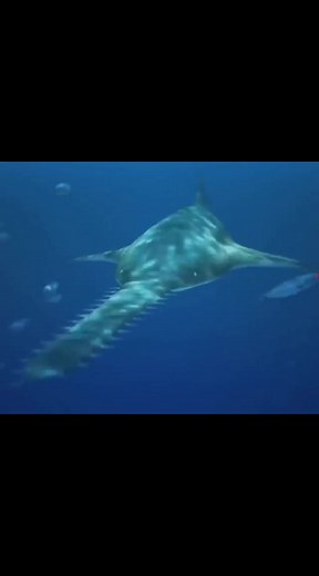 The dangerous fish:Sawfish #Facts #viral #sawfish