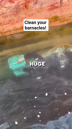 Clean your barnacles! 🐚 #barnacles #shellfish