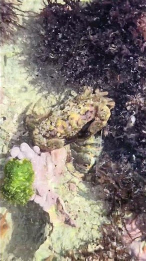 Crab anemone & chiton Playa del Carmen Mexico tropical Caribbean Sea tidal pool beach animal life