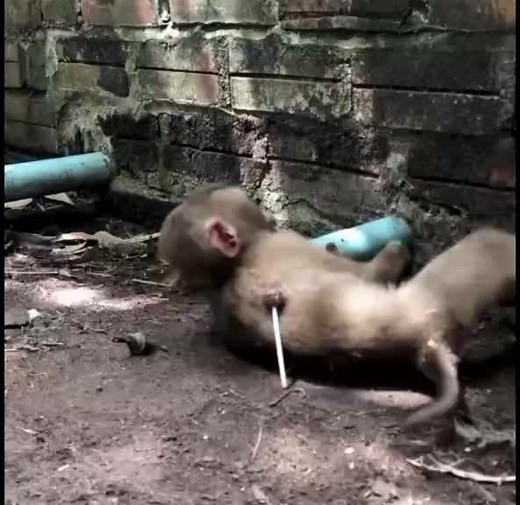 Rescue Mission: Saving a Trap Baby Monkey