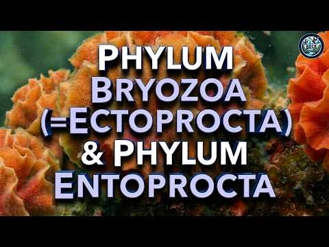 Phylum Bryozoa (=Ectoprocta) & Phylum Entoprocta