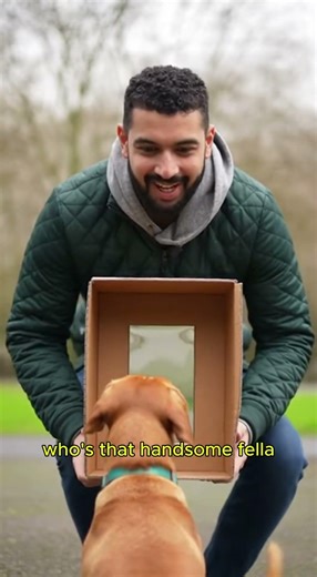 Funny 😂 Animals showing Love 😂😂🇺🇸🐈 #funny #shortvideo #cat