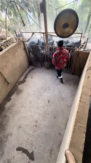 3 Ways to Raise Pigs for BIG Farmhouse Profits! 🐷💰 Want to turn pig farming into a highly profitable business? In this video, we’ll show you three powerful ways to raise pigs in a farmhouse setting and maximize your earnings. Whether you’re just starting out or already farming, these practical tips will help you boost your farm’s profitability while ensuring your pigs grow healthy and strong. We’ll cover: ✅ The best pig breeds for fast growth and high returns ✅ Feeding strategies to cut costs 