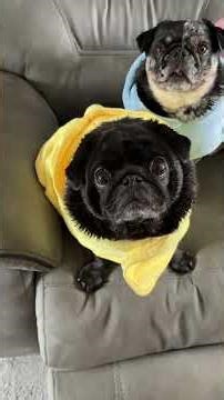 Puggerton Bath Day!