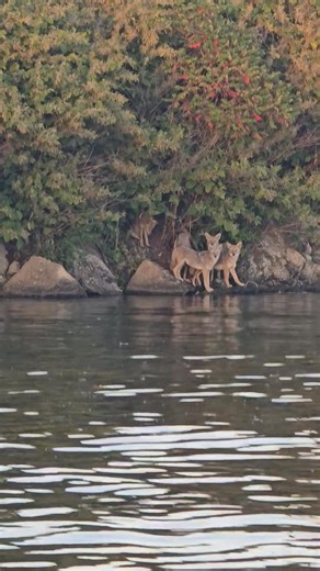 Nothing like Chicago Coyotes at sunset, happy on a healthy diet of feral cats, rats and bunnies.... keeping all three of those pests down for the City of Chicago. Bless their hearts. Good puppies. Thanks to Nick and Phil from @urbanrivers For taking us out to see the bubbly creek project they've been working on : floating habitat islands full of native plants. Whatever you guys are doing it's working. Nice to see life coming back to the city. | Crime Pays But Botany Doesn't