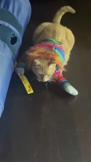 Bobbi explains in detail depth perception and cats