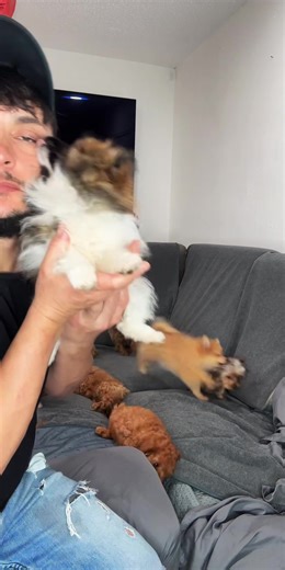 Adopt a Pomeranian: The Ultimate Guide