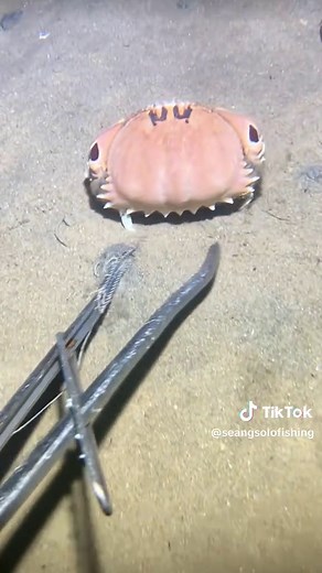 Diving to catch a starfish, spring ray, sea snail, crab, and sea cucumber on the seabed. #diving #crab #catchthesea #seafood #seaside #fish
