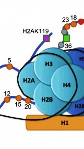 Histone Proteins &Nucleosome.#histone #nucleosome # chromosome #dna #neet #bio #biology .