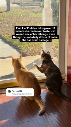 Puddles of Radioactive Slime🧪 | For anyone new, Puddles has a traumatic brain injury from when she was a stray kitten and it makes her process things a little slower and... | Instagram