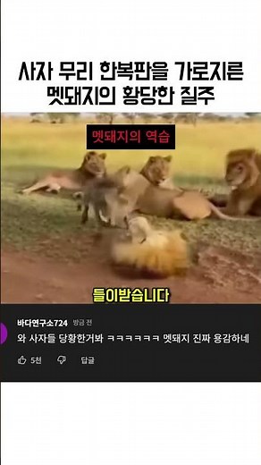 사자 6마리 한가운데를 간 멧돼지의 패기