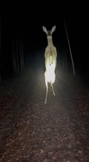 Deer Walks on Two Legs—Then Drops Suddenly 😲🐾