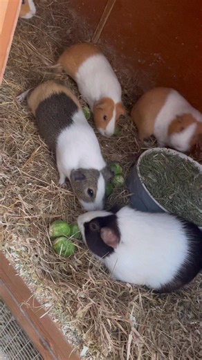 Christmas Day the piggies had sprouts. Some didn't mind and others were not impressed 😆😆 Sparrow kept asking me what else there was 😂😂🎄🎄🎄🎄 | Copperbeech Cavies