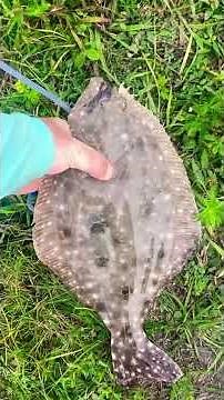 Flounder Fishing | Fresh Catch | Sebastian Inlet Florida
