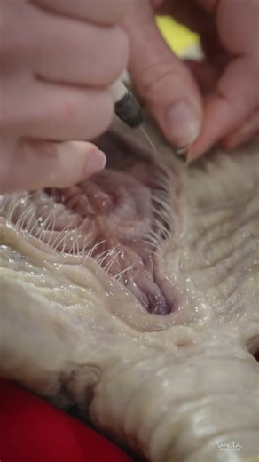 StanWinstonSchool on Instagram: "Repost from @wetaworkshop. . Hatched from Ovomorphs. Created here. Go behind the scenes of the Facehugger props and puppets we made for @AlienEarthFX, created by @NoahHawley. #AlienEarthFX is streaming now on @Hulu and #HuluOnDisneyPlus."
