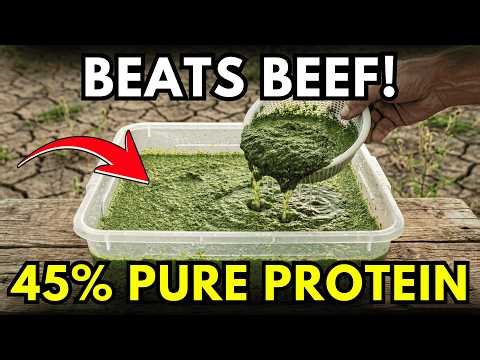 The Ultimate 5-Minute Setup for Endless Free Protein