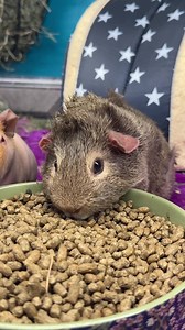 Why is watching guinea pigs eating so mesmerising? | Masons' Cavies