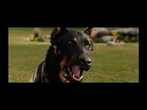 marmaduke learning the rules at the dog park ￼