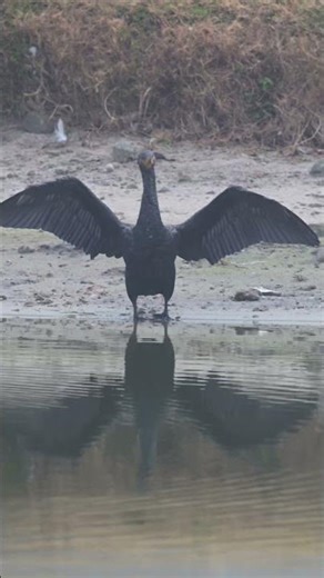 Cormorant preening, drying off after a swim #florida #wildlife #nature #birds