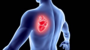 High Quality Render Rotating Human Body Stock Footage Video (100% Royalty-free) 934168 | Shutterstock