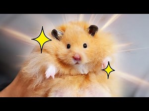 What a Cute Looking Hamster