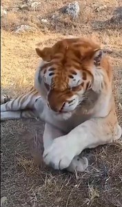 5.3K views · 146 reactions | A tiger sneezing. | Animals Videos | Facebook