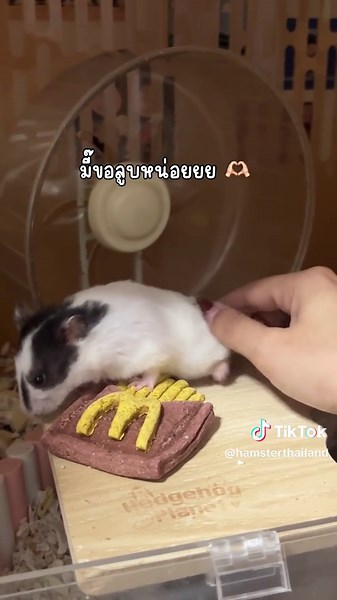 แฮมสเตอร์ชอบกินเฟรนฟราย~~ #แฮมสเตอร์ #หนูแฮมสเตอร์ #สัตวเลี้ยง #อุปกรณ์สัตว์เลี้ยง #อาหารแฮมสเตอร์