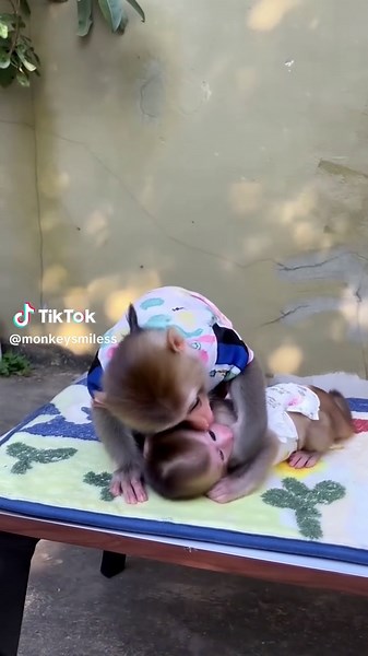 Adorable Baby Monkeys Smiling: A Heartwarming Moment