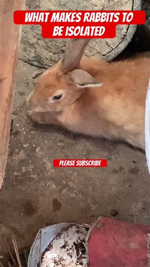 What makes rabbits to be isolated #shorts #rabbits #rabbitcare #isolation