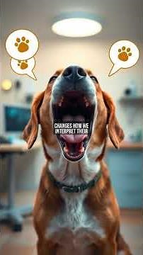 Why Do Dogs Yawn? The Surprising Truth Behind This Common Behavior