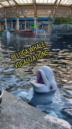 Here are some more beluga vocalizations for all those asking! Did you know at least 11 different beluga vocals have been documented? #beluga #fyp