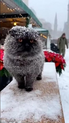 😺 🐈‍⬛ Rare Sheep Cat Cries Meeting Soldier Dad! #cat