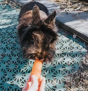 How Many Times A Day Should You Feed Your Rabbit?