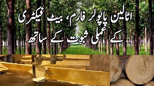 39K views · 1.6K reactions | Italian poplar tree farming with practical proof how you can earn millions | Farming Tips | Facebook