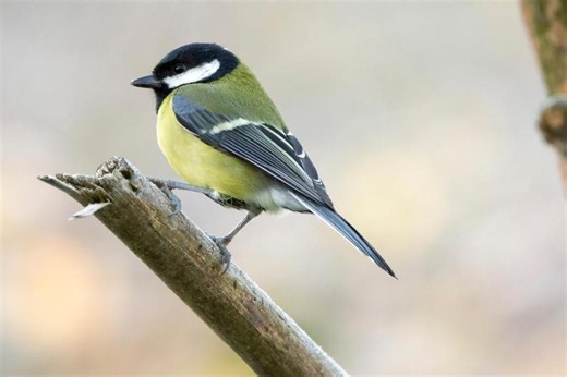 RSPB Big Garden Birdwatch 2026 returns as West Yorkshire urged to make every bird count