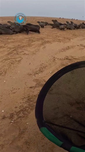 Seals Don't Need Hats #ocn #oceanconservation #sealrescues #plasticpollution #raisingawareness