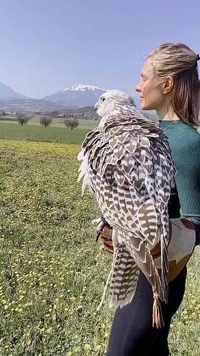 12K views · 700 reactions | Passeggiate wild Info 3208424540Domenica 30 luglio ore 10.30 #falcong#falcong #passeggiatewild #festivaldelleaquile #abruzzo #italy #wild #wildexperience #falconry #life #falcon #giovannigranati #athenajitariuc#montigemelli www.montigemelli.itwww.falcong.it www.fortezzadicivitella.it Fortezza Civitella del Tronto | Falcong | Facebook