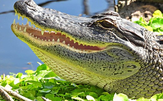Alligator Hunting in Texas: Timing, Locations, Permits, and More!