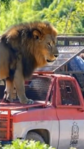 Powerful Lion Roar Caught on Camera | Close-Up Wildlife Encounter #wildanimals #wildwatch #animals