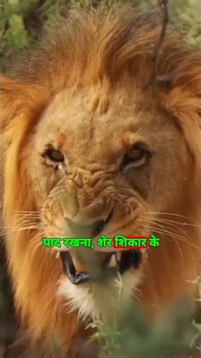 motivation | motivational thoughts | mufasa king | Inspiration #shorts #trending #viral #story #lion
