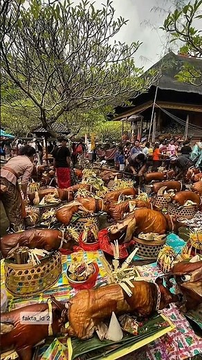 Preparing hundreds of suckling pigs for a sacred Balinese traditional ceremony #traditional #bali...