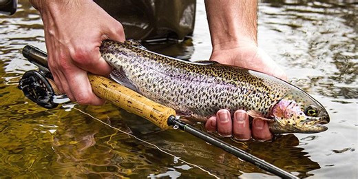 Spring trout stocking begins in Massachusetts lakes, rivers