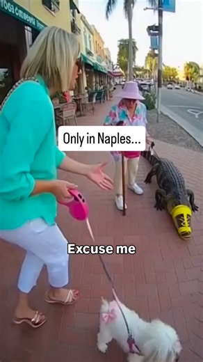 Naples Florida Life on Instagram: "Not everyone has a positive reaction when they see Grandma Geraldine and her alligator Myrtle in Naples. Some people freeze, some cross the street, some whisper “is that real?” But Myrtle? She’s calmer than half the dogs in town. Eight years old, sun-powered, perfectly behaved, and completely uninterested in eating anybody’s poodle. Grandma just smiles. Tourists panic, locals shrug, and Myrtle keeps living her best life. That’s Naples… where a grandma and a gat