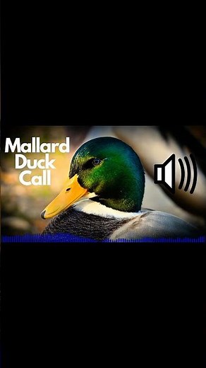 Real Mallard Duck Quack | Original Duck Calling Sound#mallardduck #duckcall #ducksound#duckquack