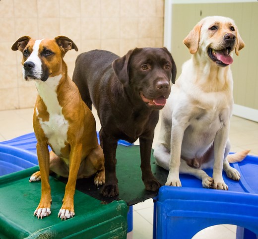 Overnight Dog Boarding | Hounds Town